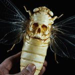 Skull Cicada - 3D print files
